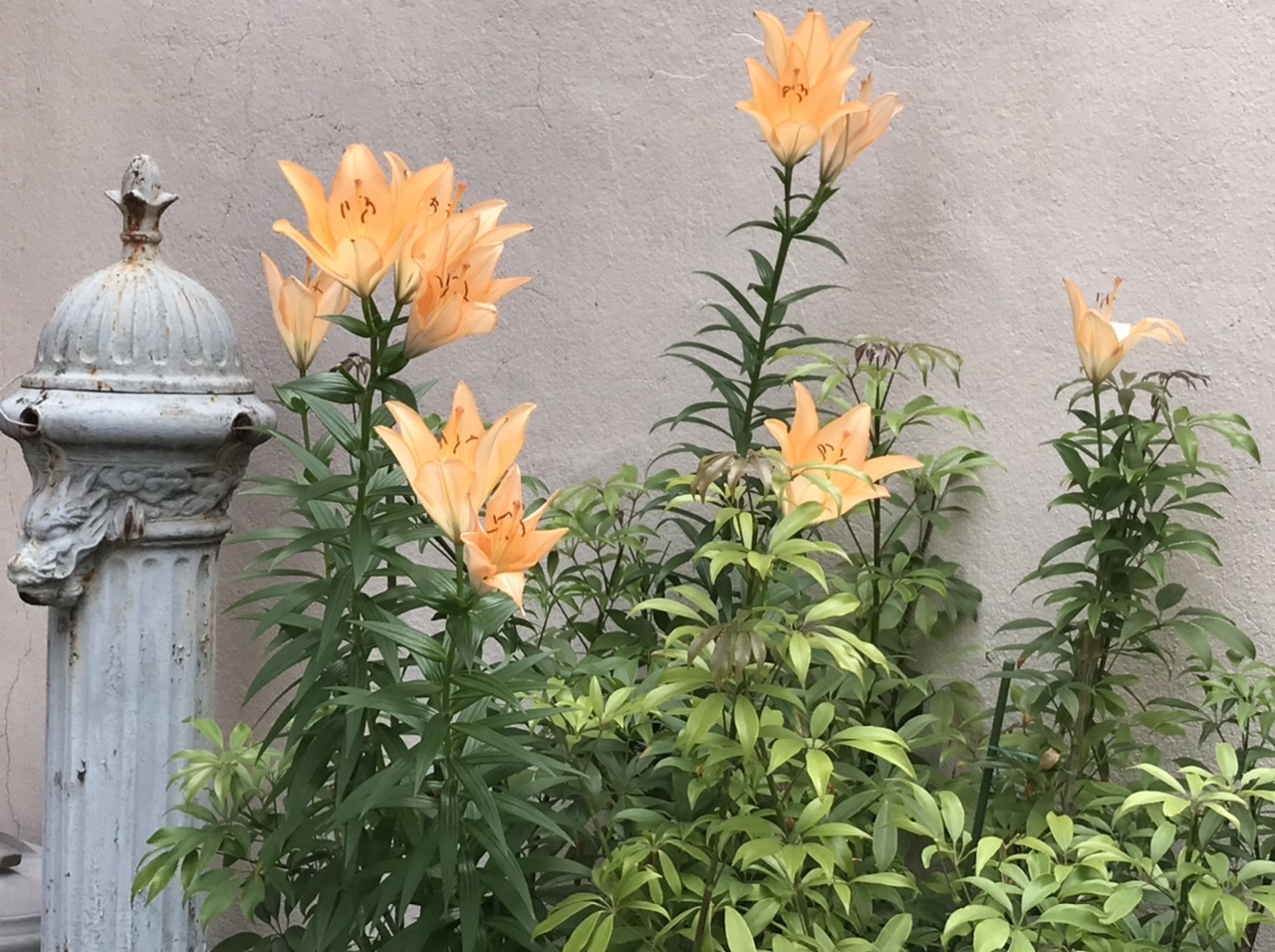 道端の花達 青山ぱせり日記