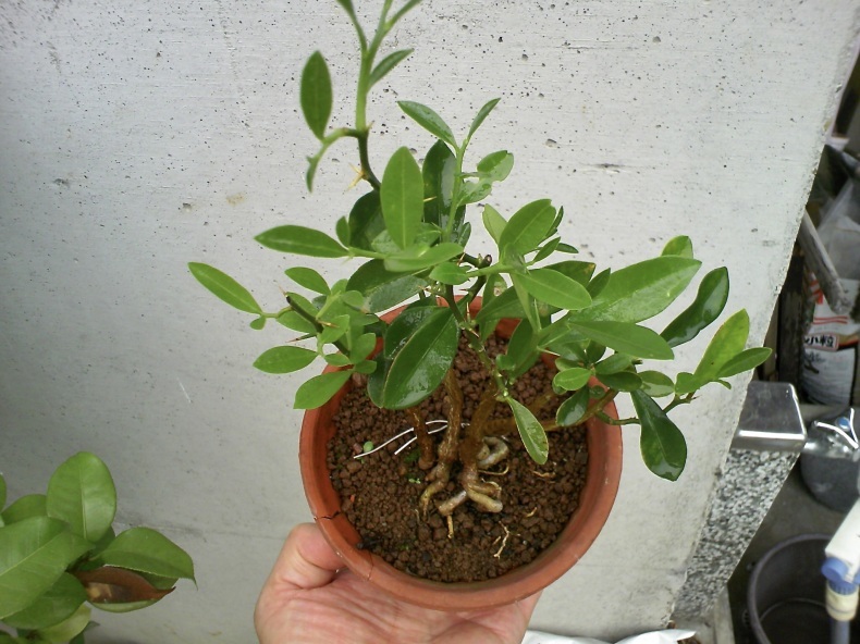 実生キンズの株立ち 盆栽便り 実生キンズの株立ち 盆栽便り