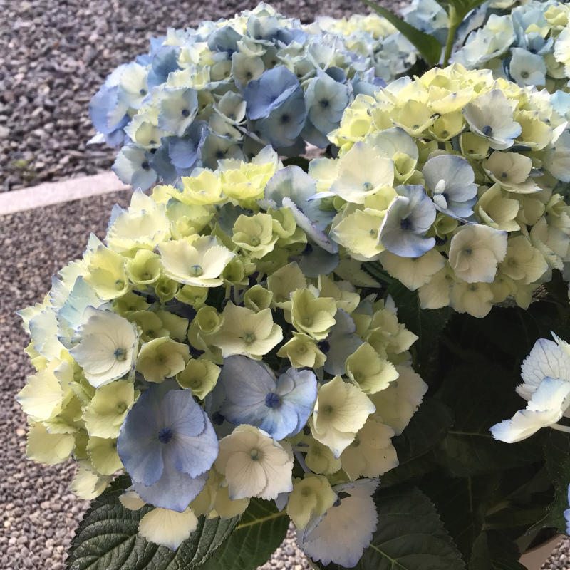 買った2株の紫陽花 バラやらナンやら 買った2株の紫陽花 バラやらナンやら