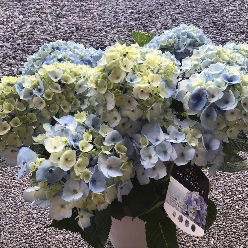 買った2株の紫陽花 バラやらナンやら