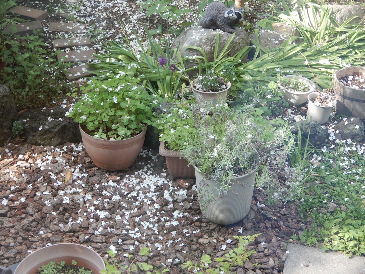 エアプランツ開花_c0025115_22090186.jpg