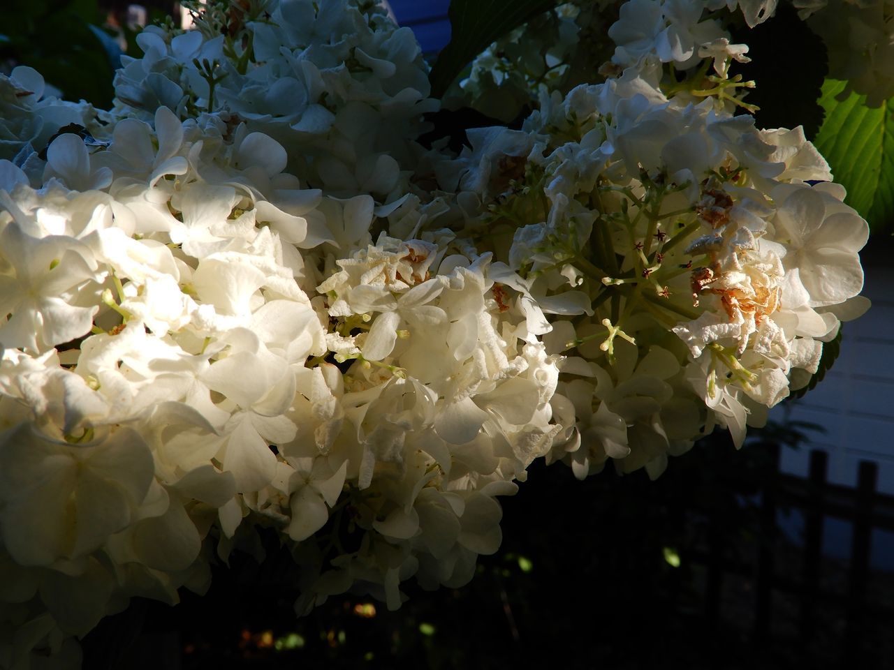 エアプランツ開花_c0025115_22104683.jpg