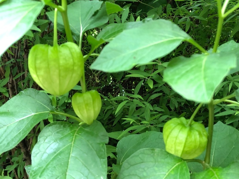 ほおずきの花 森村誠一氏の記事を読んで 風のとおる家から
