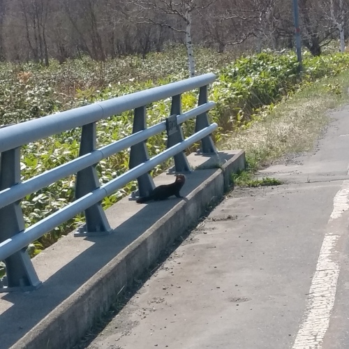 黒い獣はなに 北海道中央nosai 宗谷支所 非公式 ブログ