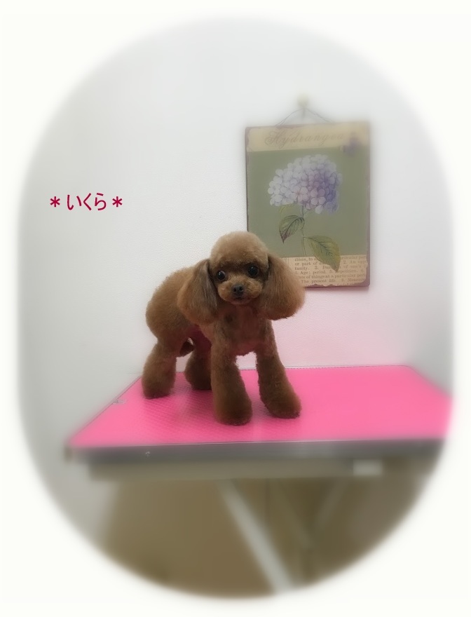 こまめちゃん4兄妹_a0315823_19255132.jpg