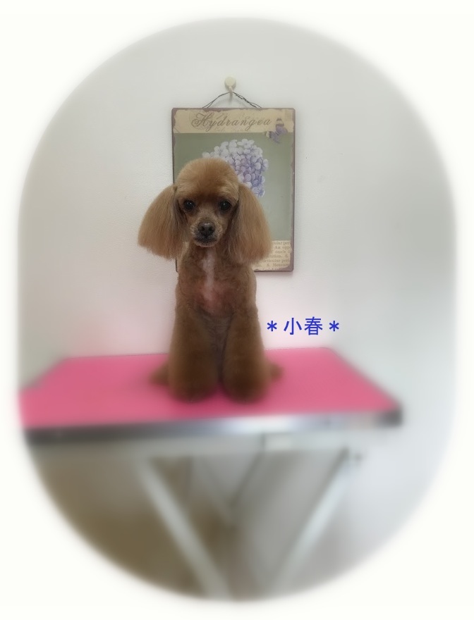 こまめちゃん4兄妹_a0315823_19255840.jpg
