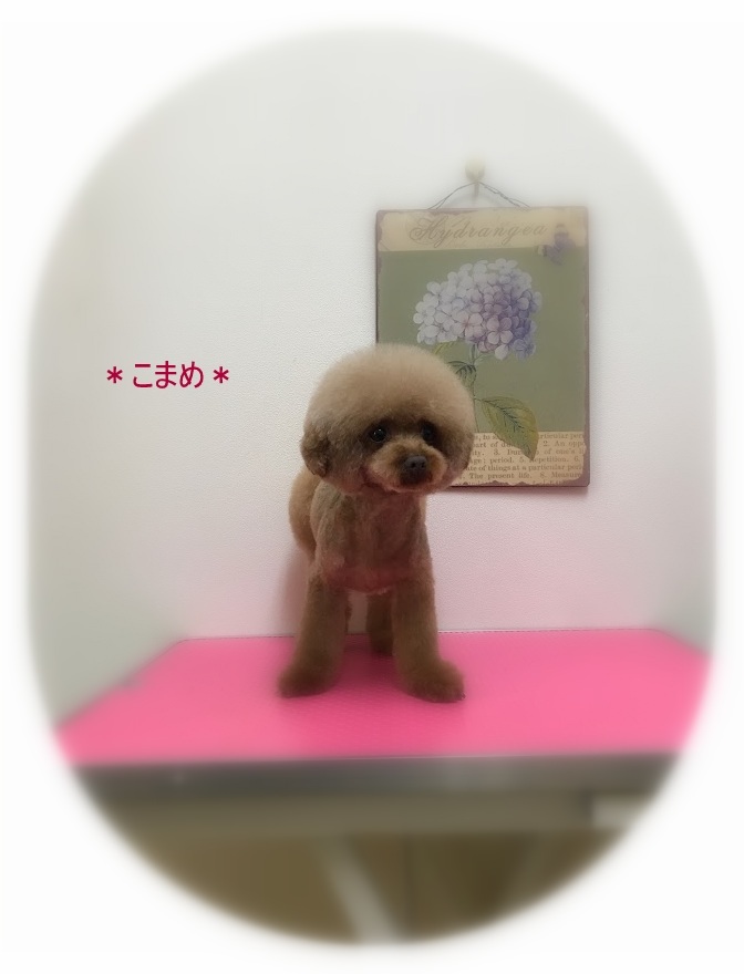 こまめちゃん4兄妹_a0315823_19260638.jpg