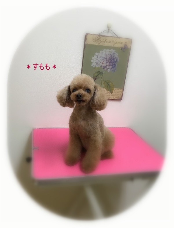 こまめちゃん4兄妹_a0315823_19262741.jpg