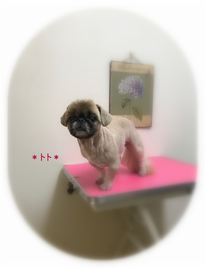 トトちゃん＆虎太郎くん_a0315823_19263477.jpg