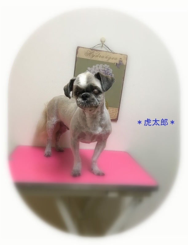 トトちゃん＆虎太郎くん_a0315823_19264230.jpg