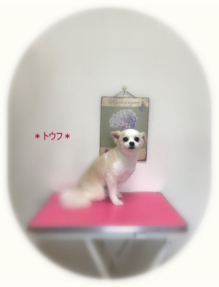 トウフちゃん_a0315823_19265838.jpg