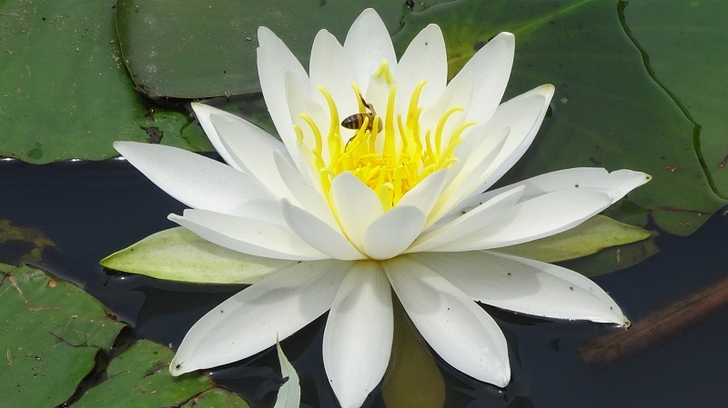 白い睡蓮・・・(4566)_e0349324_18144127.jpg