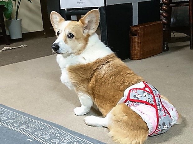 エルザ15歳と3ヵ月_e0071225_15365264.jpg
