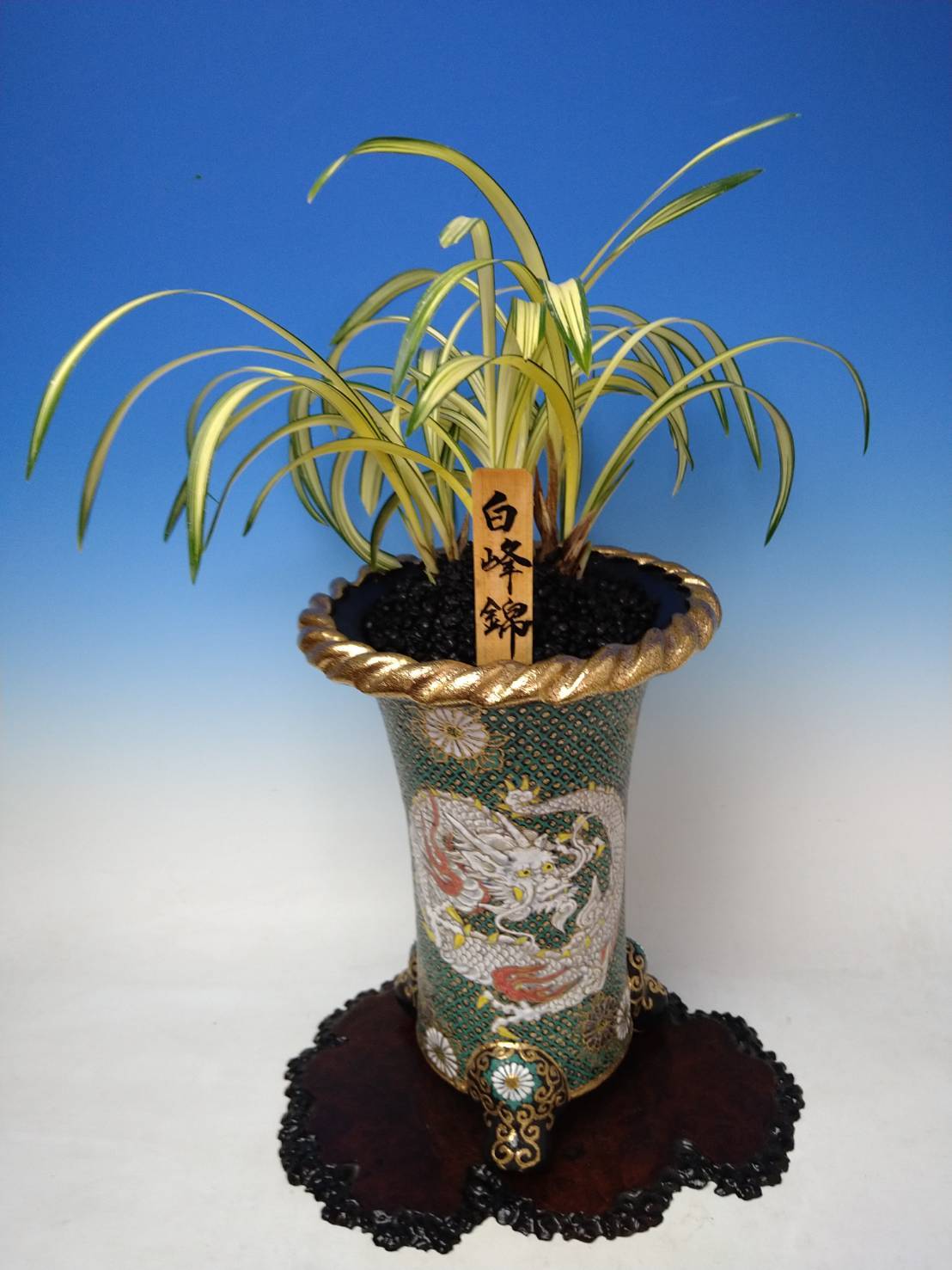 韓国春蘭　春蘭　栄光　目玉品 韓国春蘭 春蘭 栄光 目玉品 韓国春蘭｜友遊蘭ギャラリー｜友遊蘭の世界