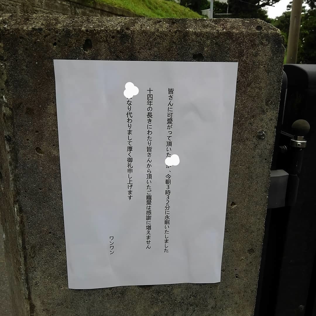 世界一可愛い犬のRちゃんが亡くなった_e0120837_17102859.jpg