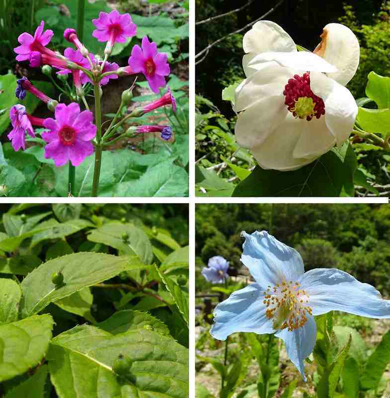 六甲高山植物園の青いケシ(2)_b0036638_22421441.jpg