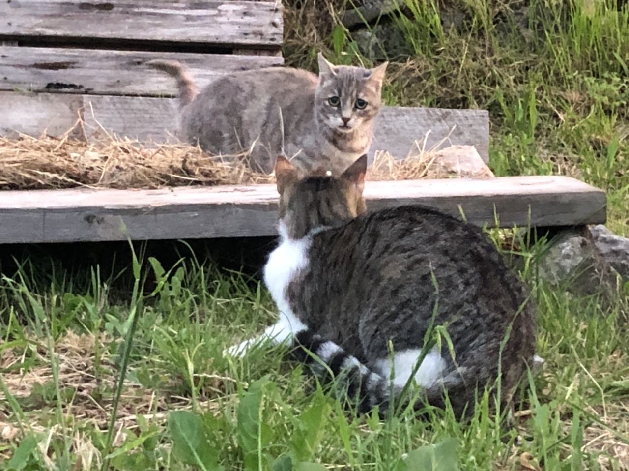 猫達に見守られてー_d0136540_06002224.jpeg