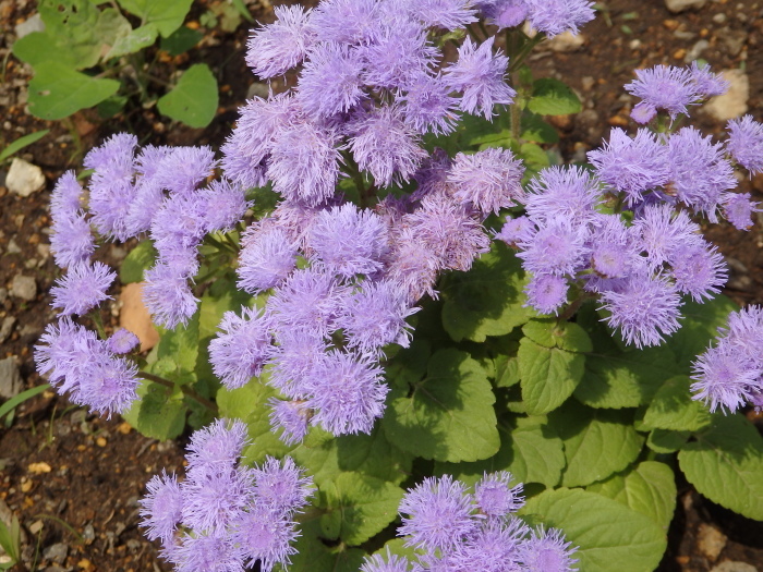 アゲラタム 時々の花 アゲラタム 時々の花