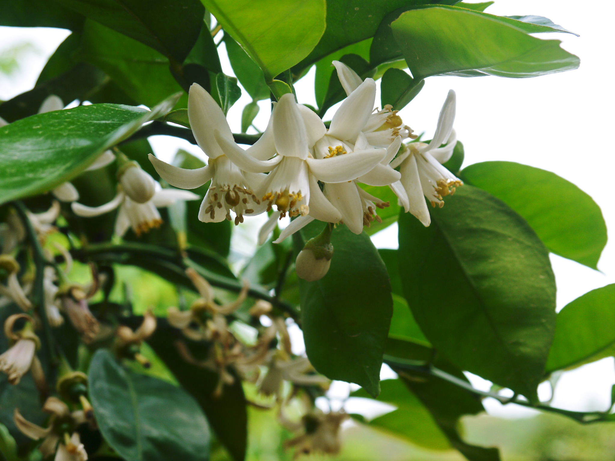 種なしかぼす 花から着果へ 21 今年は収量アップが期待できそうです ｆｌｃパートナーズストア