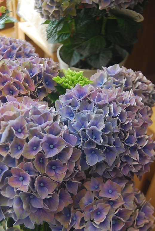 アジサイの花鉢が入荷しました。_a0201358_15484608.jpg