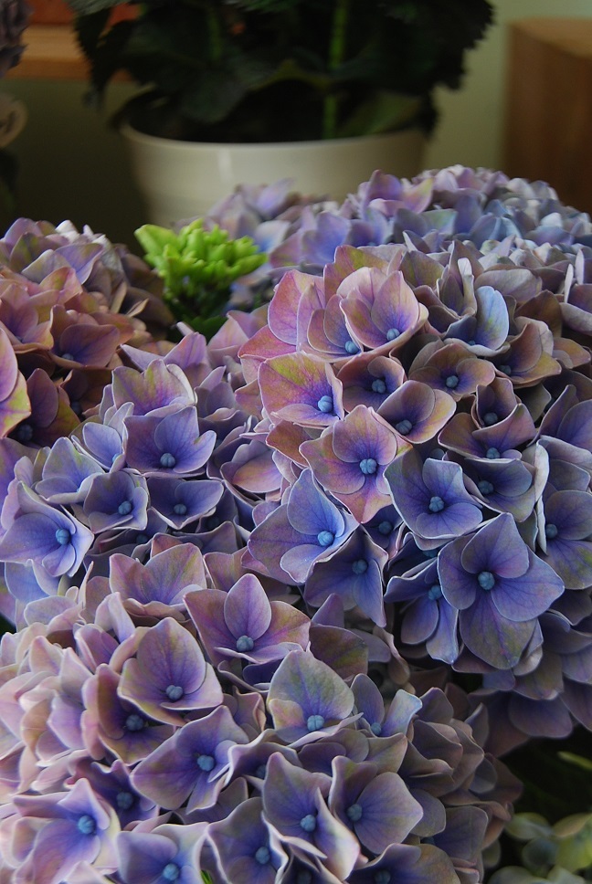 アジサイの花鉢が入荷しました。_a0201358_15485575.jpg