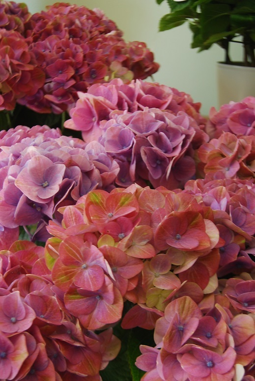 アジサイの花鉢が入荷しました。_a0201358_15491750.jpg