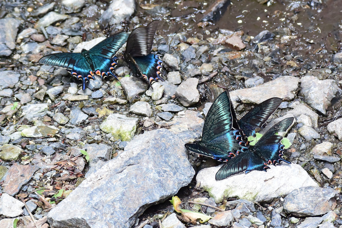 渓谷の林道で吸水する、ミヤマカラスアゲハ達②(2021/05/29)_d0387460_10302163.jpg