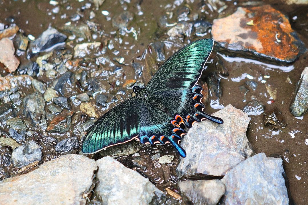 渓谷の林道で吸水する、ミヤマカラスアゲハ達②(2021/05/29)_d0387460_10305467.jpg
