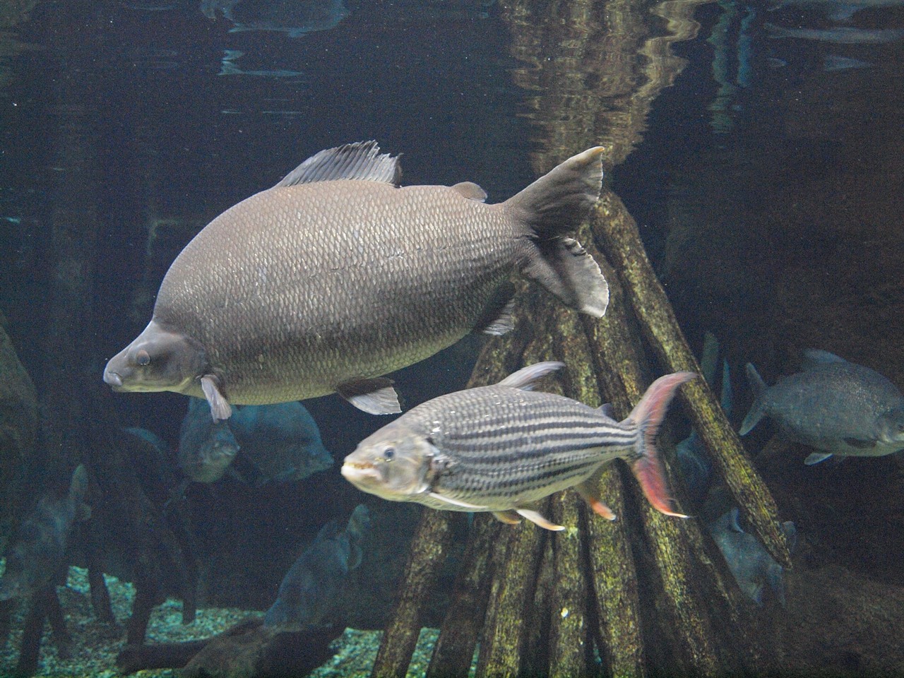 魚の本　北アメリカ淡水魚 世界 温帯域の淡水魚図鑑 株式会社 緑書房