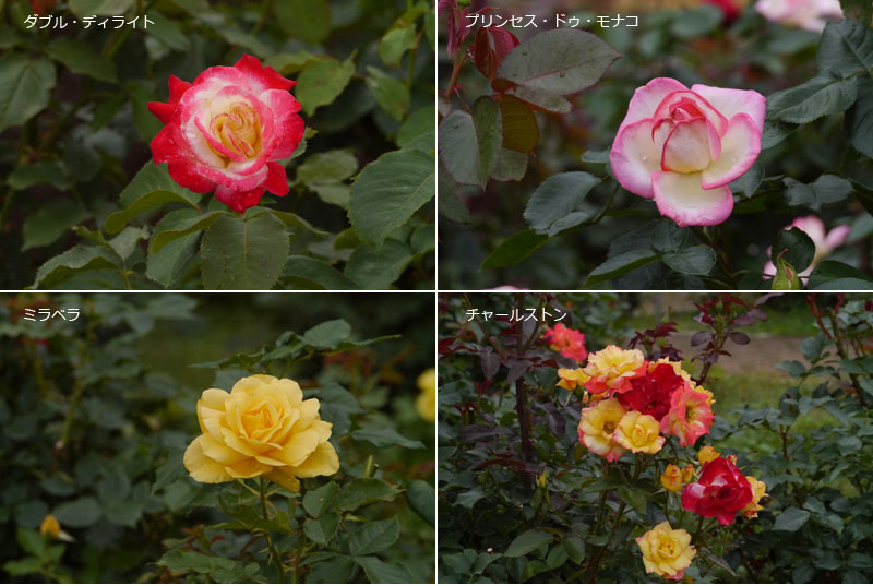 ばら クイーン オブ 神代 シャルル ド ゴール など ばら園で 1 奥田正彦 黄石 ブログ