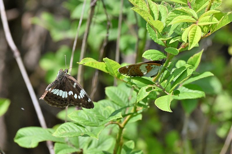 小畔川便り（アサマイチモンジの配偶行動とZ50のエラー:2021/5/30）_f0031682_09400191.jpg