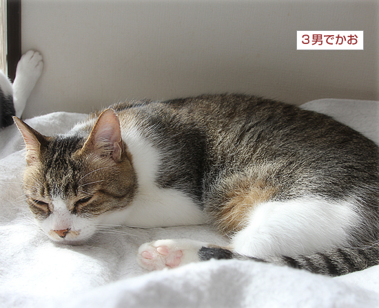 いつまでも長生きしてね_a0389088_17420140.jpg