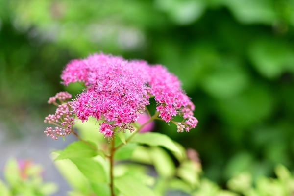５月の庭（薔薇以外） 2021_d0025294_16551565.jpg
