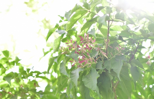 ５月の庭（薔薇以外） 2021_d0025294_19231885.jpg