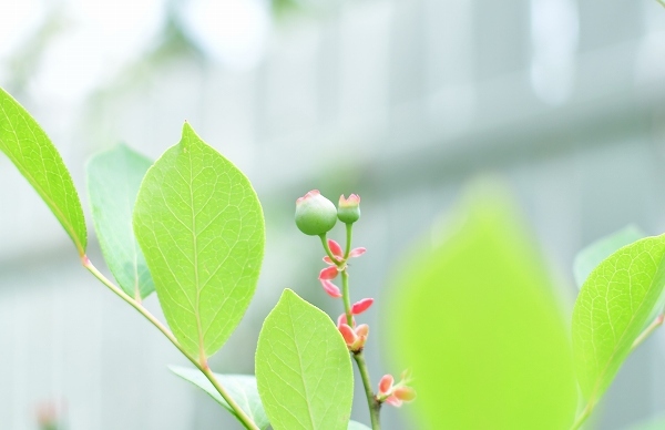 ５月の庭（薔薇以外） 2021_d0025294_20305728.jpg