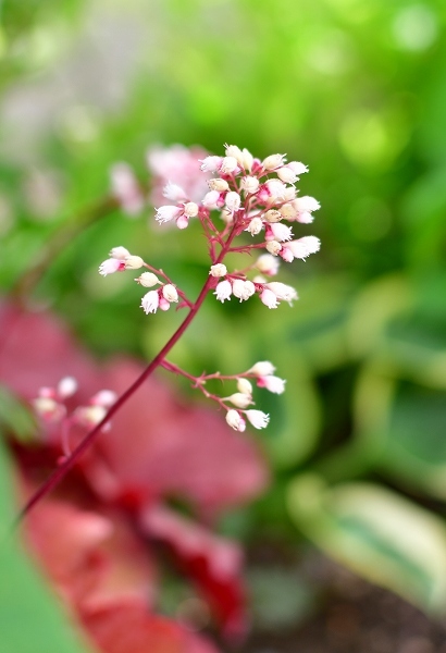 ５月の庭（薔薇以外） 2021_d0025294_21165799.jpg