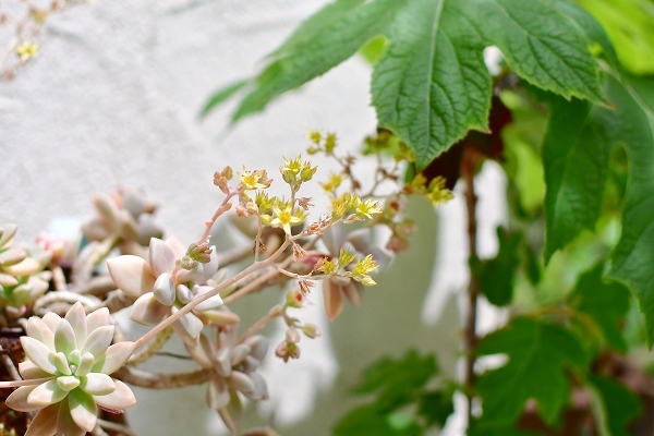 ５月の庭（薔薇以外） 2021_d0025294_21171216.jpg