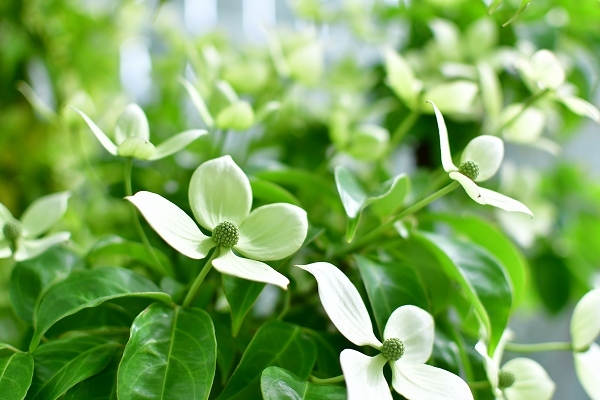 ５月の庭（薔薇以外） 2021_d0025294_21191878.jpg