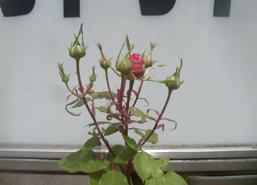 ●「赤薔薇の 棘に刺される 赤き血が コロナワクチン 思い湧かせり」_d0053294_13412353.jpg