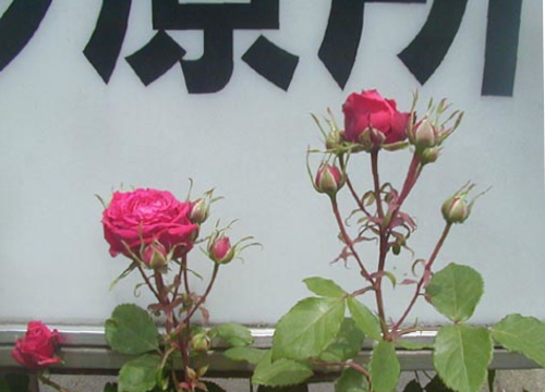 ●「赤薔薇の 棘に刺される 赤き血が コロナワクチン 思い湧かせり」_d0053294_13414126.jpg