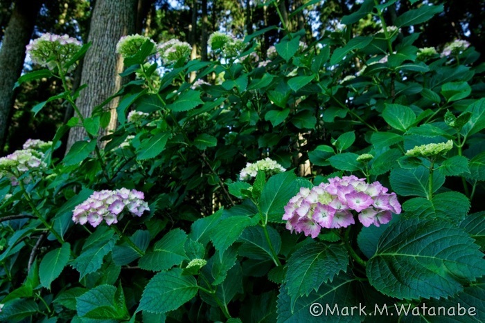 紫陽花の森_e0135098_23121024.jpg