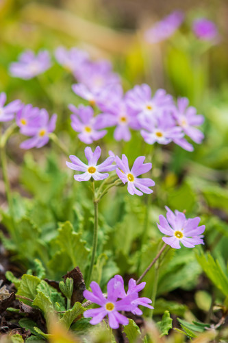 署名入り 丸山健二 おはぐろとんぼ夜話 上中下 左右社 単行本 初版