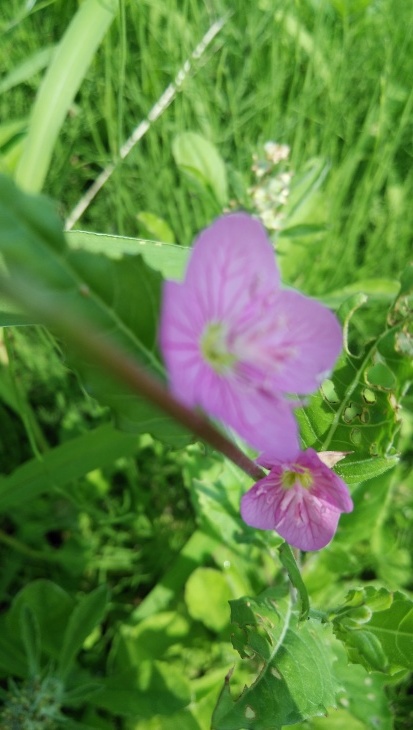 赤花ユウゲショウ 別名 夕化粧 21 6 08 徳ちゃん便り 赤花ユウゲショウ 別名 夕化粧 21 6 08 徳ちゃん便り