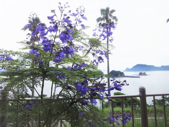 ジャカランダ祭り だんご虫の花
