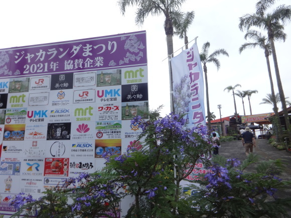 ジャカランダ祭り だんご虫の花