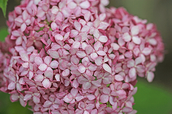 アジサイ ピンクアナベル 花もり暮らし