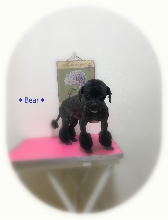 Bearくん_a0315823_15300797.jpg