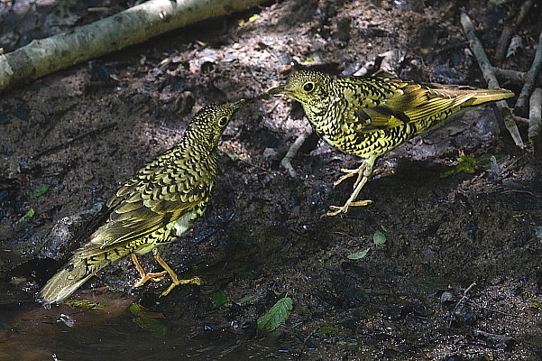 トラツグミ_e0413627_17282680.jpg
