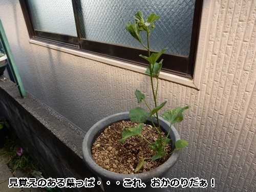 空き家に住み着いたオカノリ 自然とともに生きる