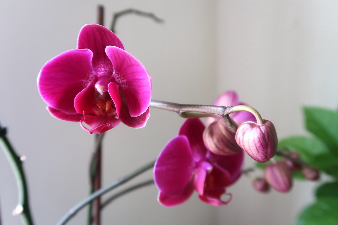 蘭の花再び咲いてくれてありがとう、4か月咲き2か月後また美しい花_f0234936_21234664.jpg